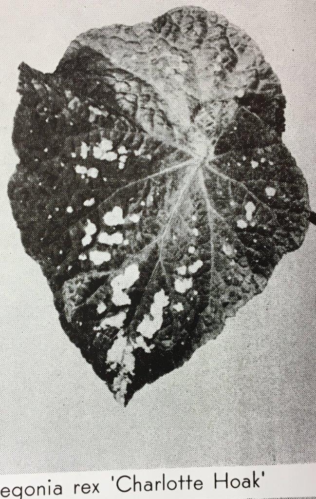 B. ‘Charlotte Hoak’